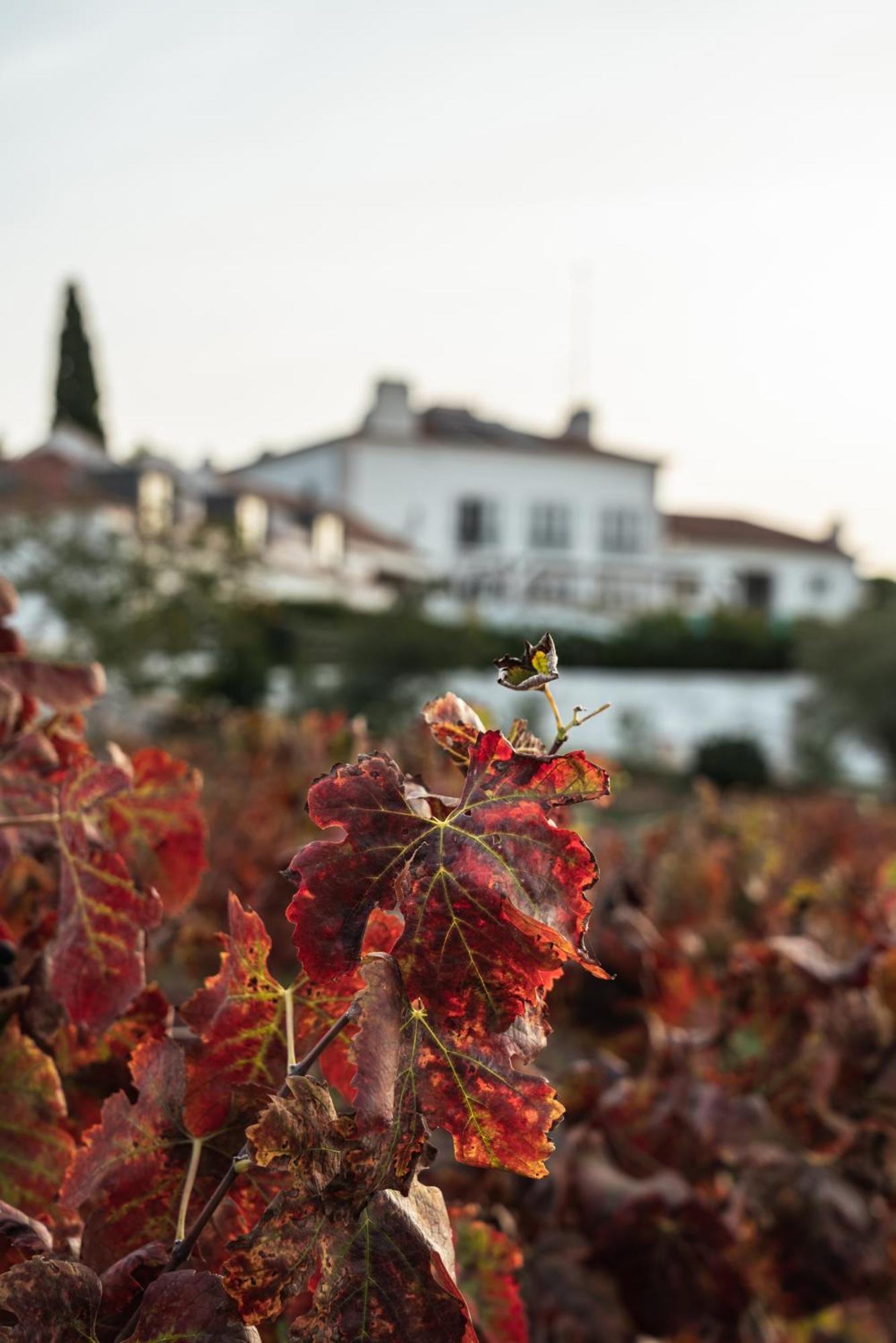 Hotel Casa Palmela - Small Luxury Hotels Of The World, Hotel & Villas Setúbal Dış mekan fotoğraf